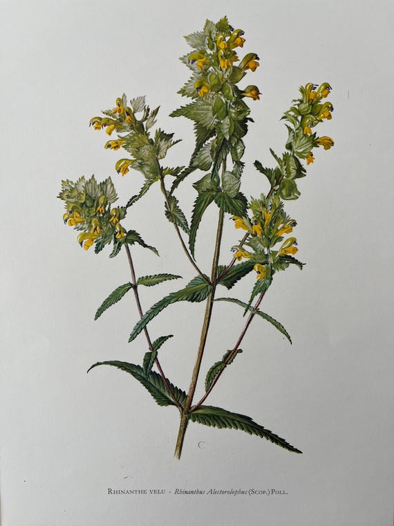 ヨーロッパの黄色いラトルの植物のプリント。アンティークと 