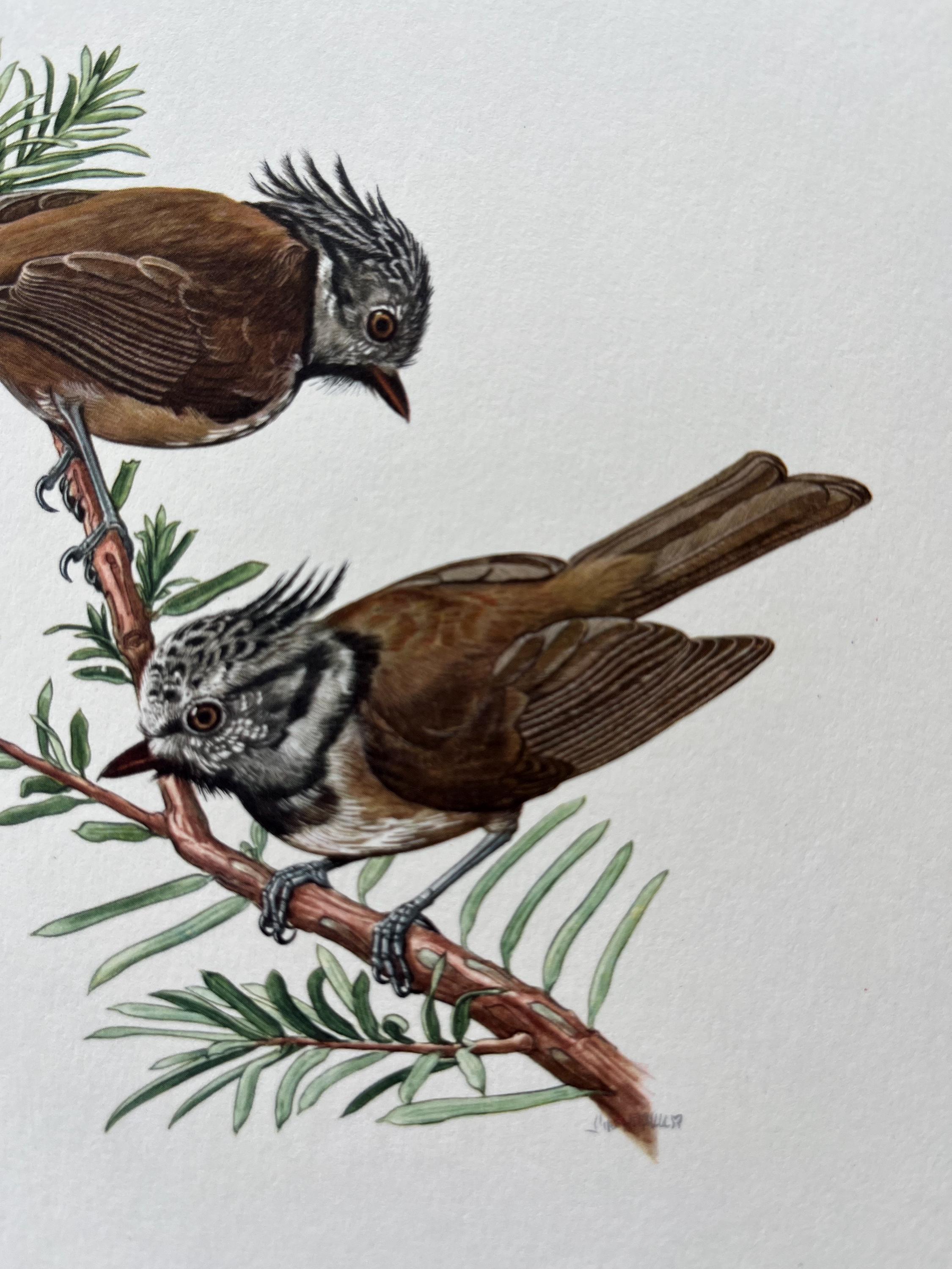 1955年 シジュウカラ鳥の版画：ヴィンテージ鳥類学リトグラフ - Etsy 日本