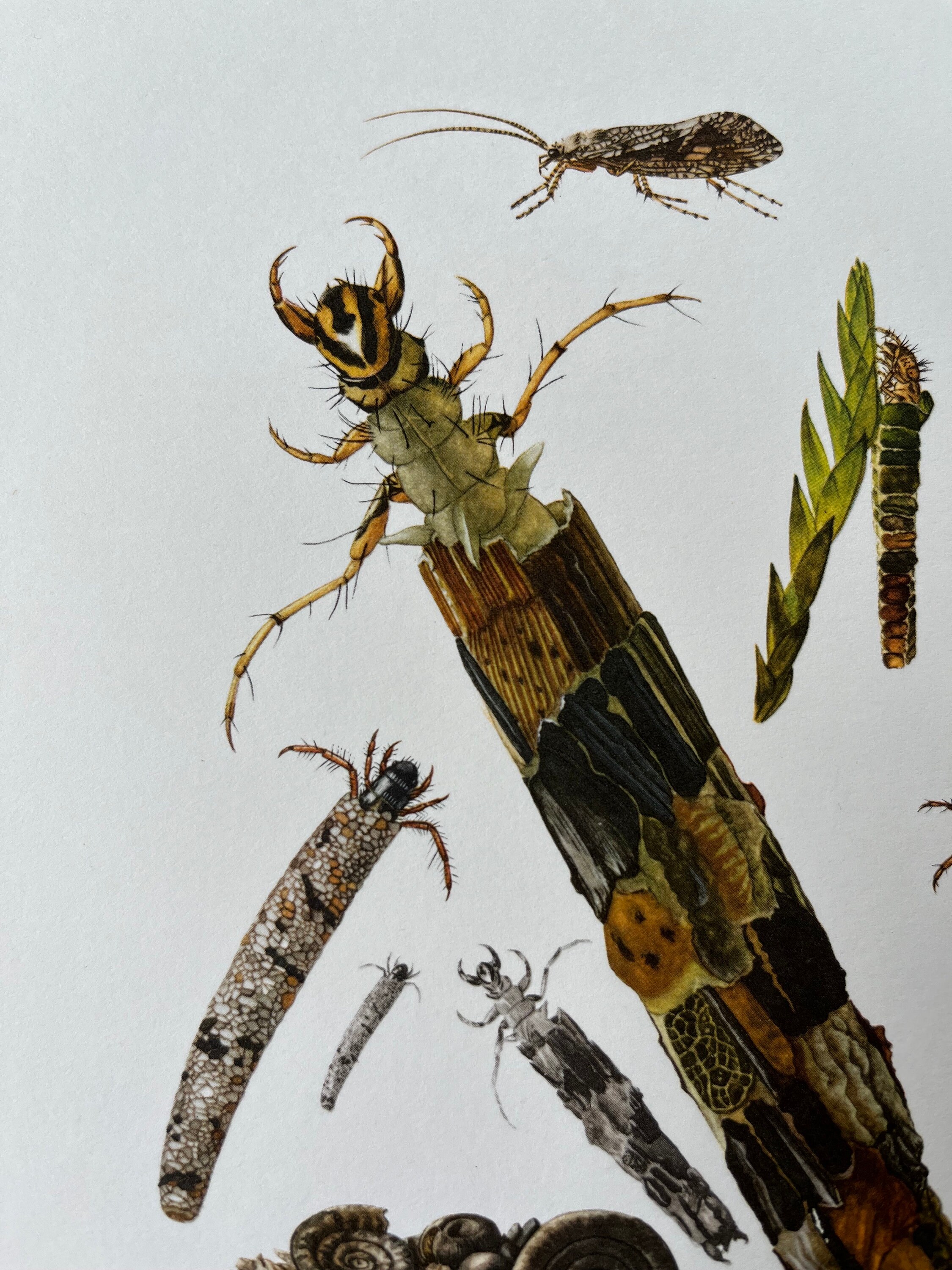 1960 Vintage CADDISFLY LARVAE Insect Print. Antique Zoology Etsy Canada