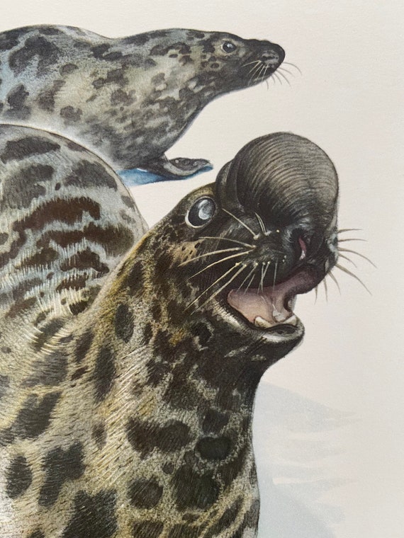 BASEMAN リトグラフ　絵画　版画　ヴィンテージ　アンティーク セシル・アルダンのリトグラフ、1900年代頃: チャールズ