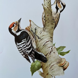 Può includere: Un'illustrazione vintage di due picchi appollaiati su un ramo di betulla. I picchi sono neri, bianchi e marroni con segni rossi sulla testa. L'illustrazione è su uno sfondo bianco con il testo "PIC. ÉPEICHETTE - Dendrocopos minor (L.)" e "M. MORE 1920" in basso.