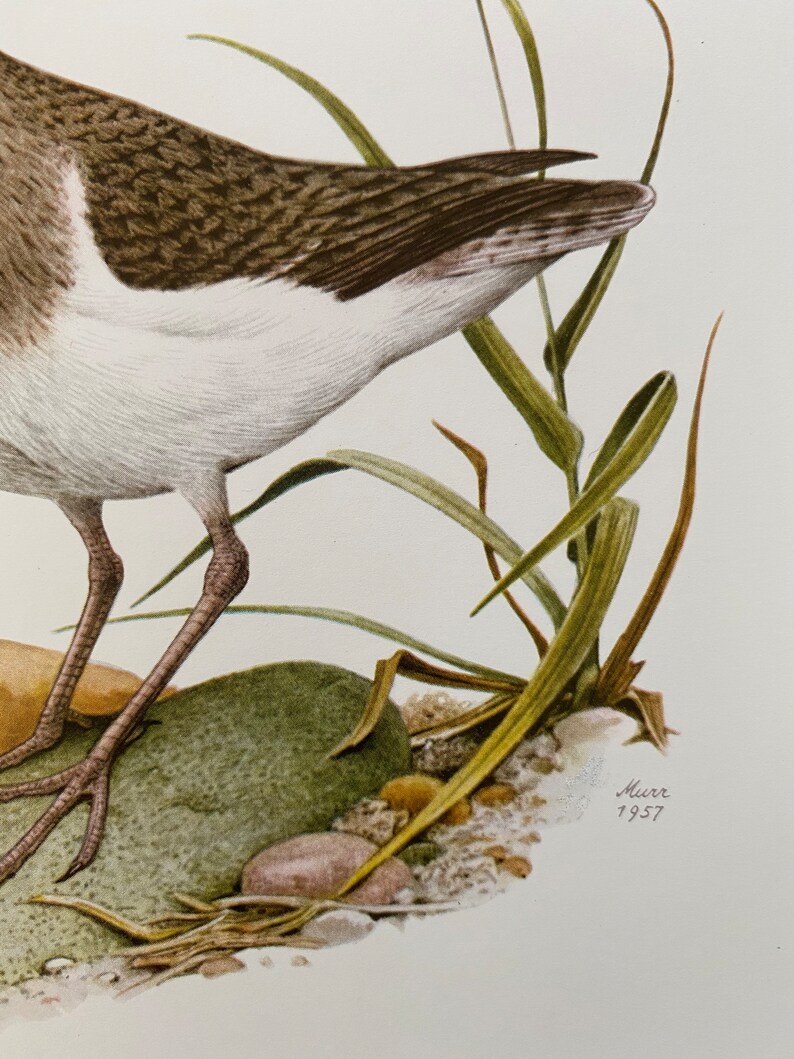 COMMON SANDPIPER bird print. Antique and vintage ornithology and biology lithograph. Wildlife illustration and poster from 1960s image 3