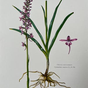 Duftende Orchidee botanischer Druck. antike und vintage naturwissenschafen und biologie lithographie. Pflanzen Illustration und Wandbild aus den 1960er Jahren