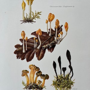 Stampa vintage del fungo geoglossaceae del 1960. Litografia antica di biologia e natura. Illustrazione e poster di spore