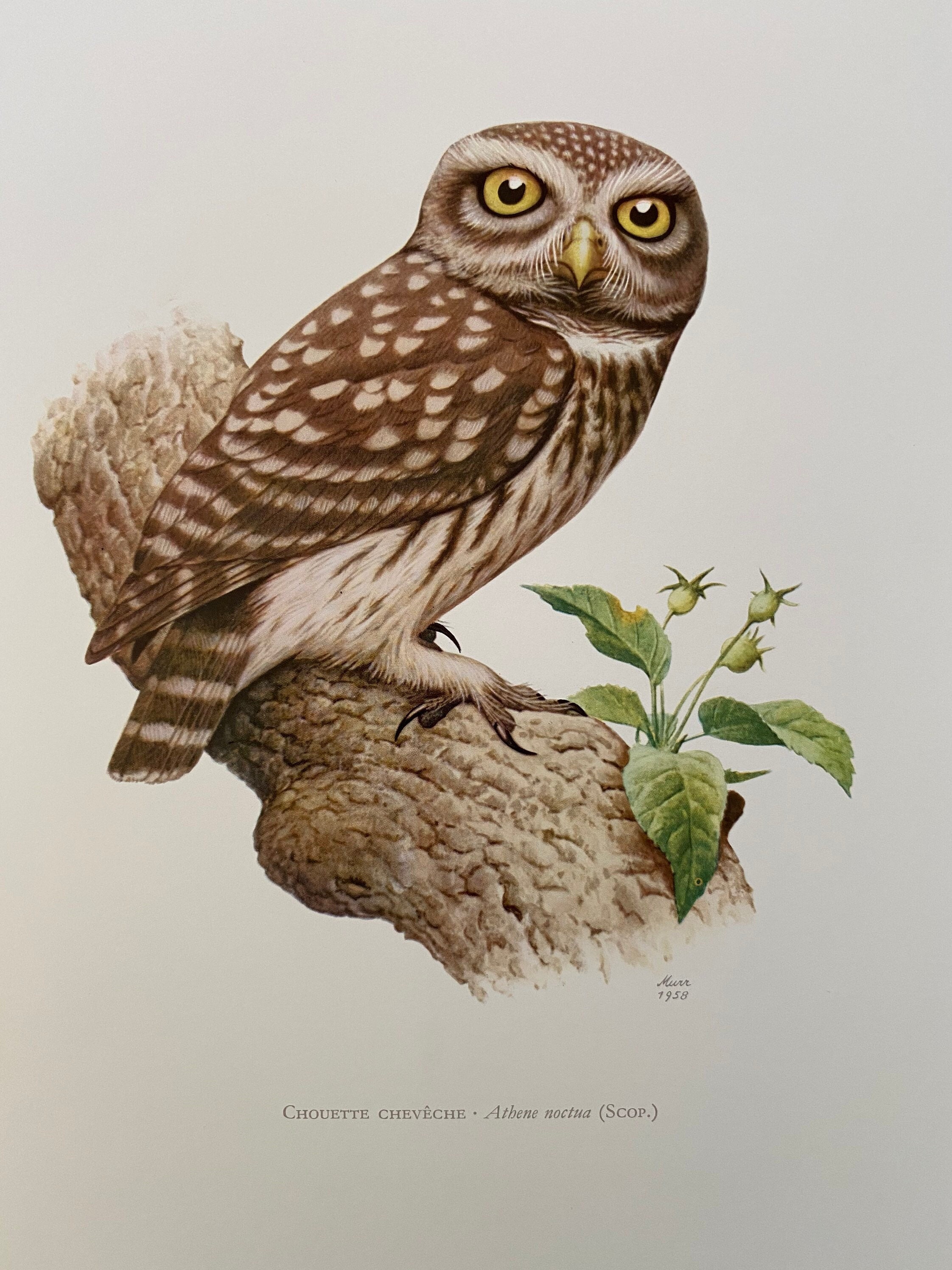 LITTLE OWL bird print. Antique and vintage ornithology and biology lithograph. Wildlife illustration
