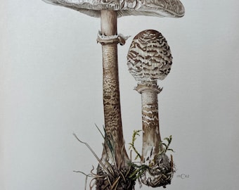 Op de afbeelding: Een gedetailleerde illustratie van twee paddenstoelen, een grote en een kleine, met bruine en witte hoeden en stelen. De paddenstoelen groeien uit de grond en zijn omgeven door groen gras en bruine bladeren. De illustratie is gelabeld "LÉPIOTE ÉLEVÉE - Macrolepiota procera (Scop. ex Fr.) Sing."