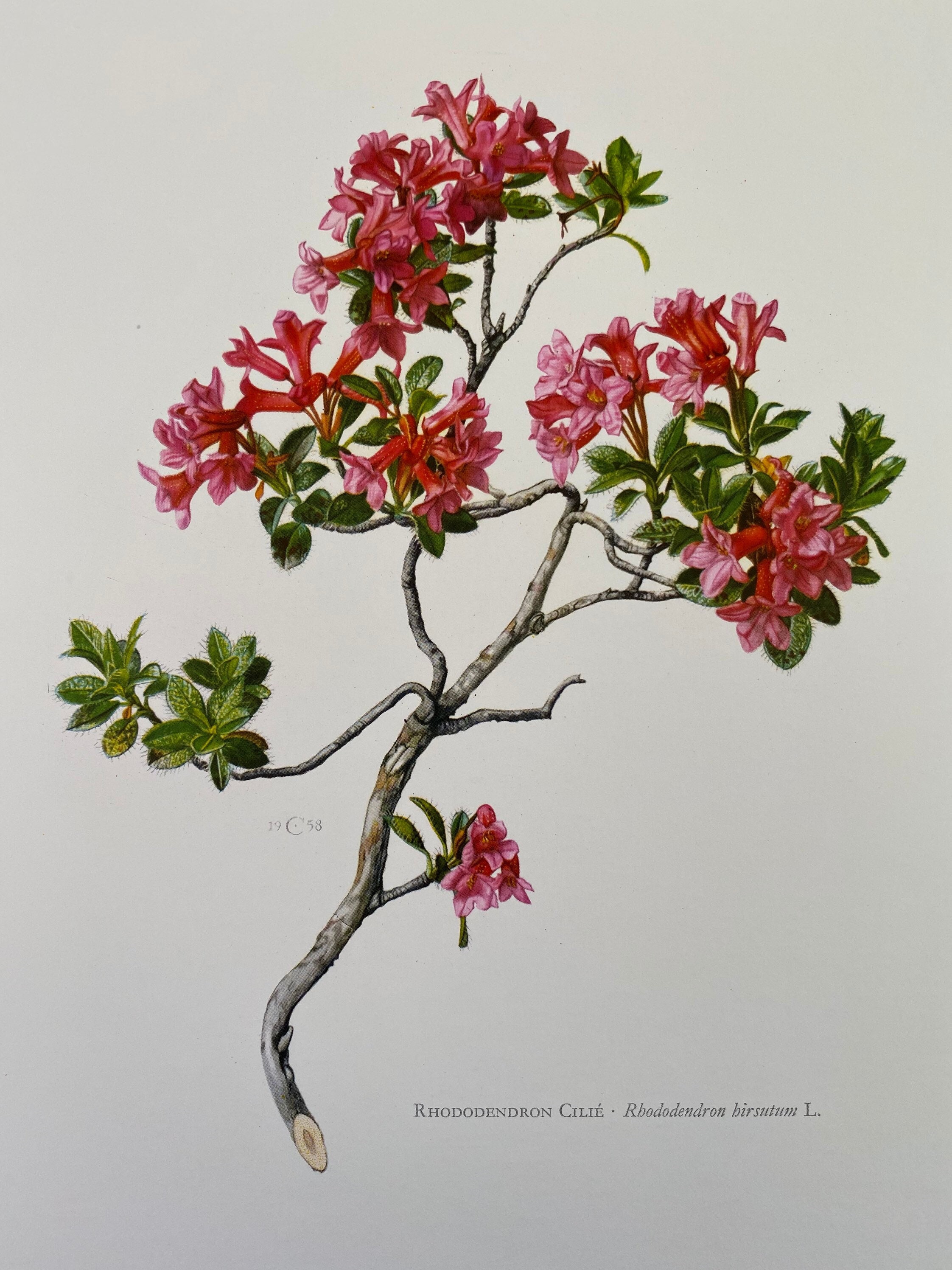rhododendron blossom Holdens Red Rhododendron