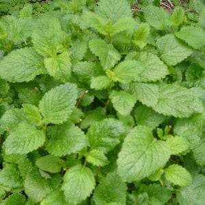 May include: A close-up shot of a patch of vibrant green lemon balm plants. The leaves are textured and heart-shaped, with a bright, fresh appearance. The plant is surrounded by other small green plants and some brown stems.