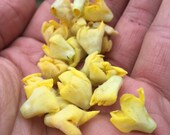 Mullein Flower Essence