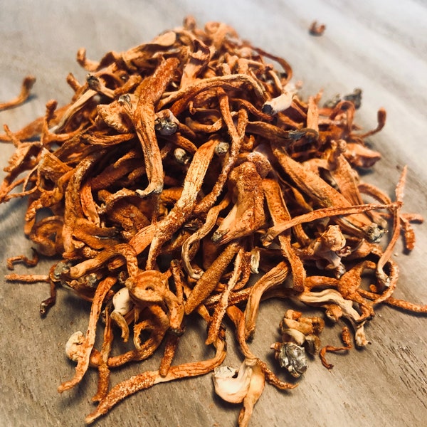 Cordyceps Fungus, Raw, Dried, American Grown