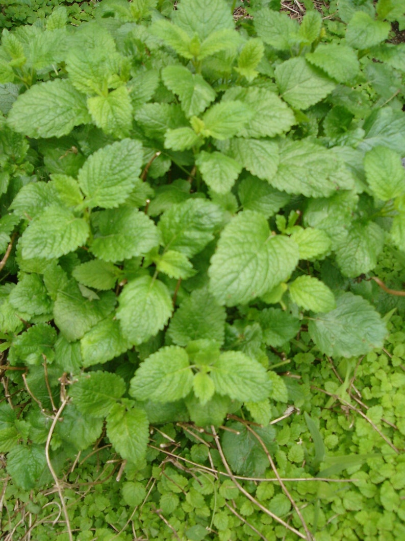 May include: A close-up shot of a patch of vibrant green lemon balm plants. The leaves are textured and heart-shaped, with a bright, fresh appearance. The plant is surrounded by other small green plants and some brown stems.