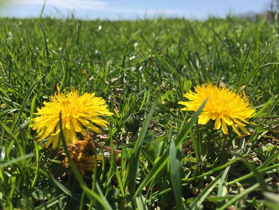 Dandelion Flower Essence