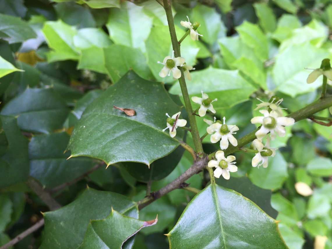 English Holly Flower Essence Etsy