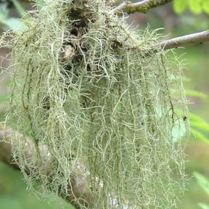 May include: Close-up of a cluster of Usnea lichen, a pale green, stringy, and branching organism. The lichen hangs from a tree branch, with a blurred green background of leaves. The texture is intricate and detailed, showcasing the natural growth.