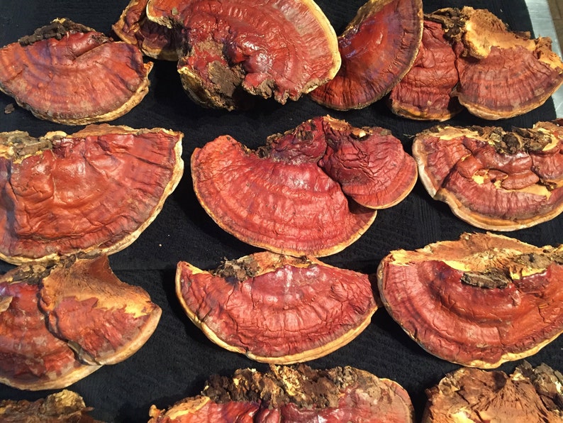 Reishi Mushroom Raw image 1