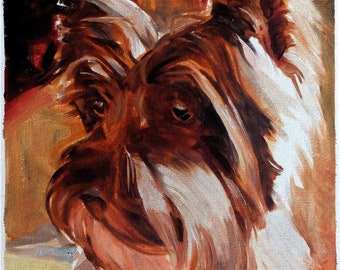 Yorkie Terrier