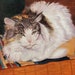 see more listings in the Dog and Cat Art section