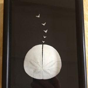 Sand Dollar