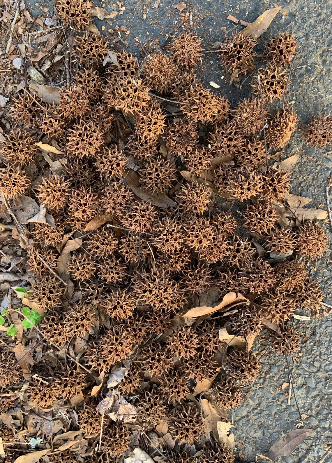 Sweet Gum Tree Balls Etsy