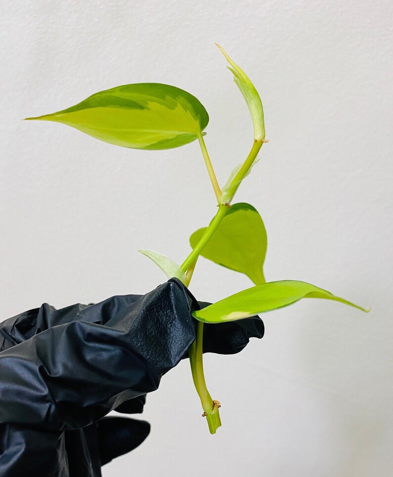 Philodendron Brasil  Heart Leaf  CUTTING image 1