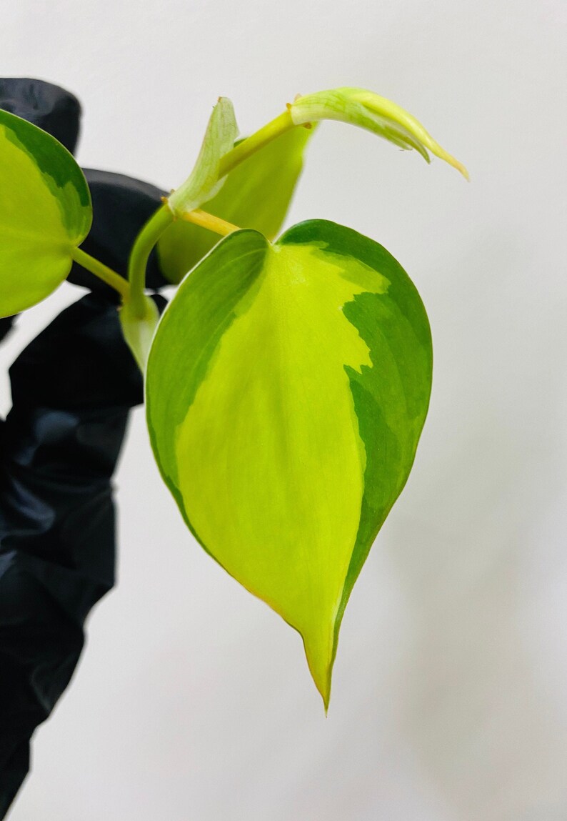 Philodendron Brasil  Heart Leaf  CUTTING image 2