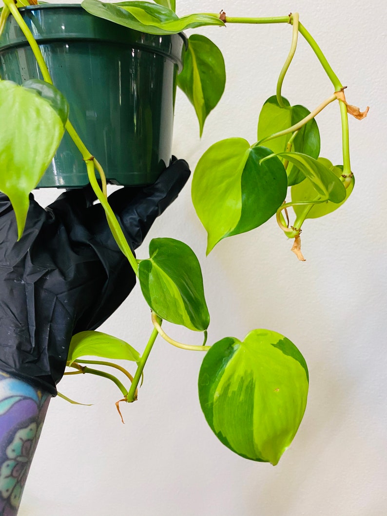 Philodendron Brasil  5 Pot  Heart Shape Leafs image 0