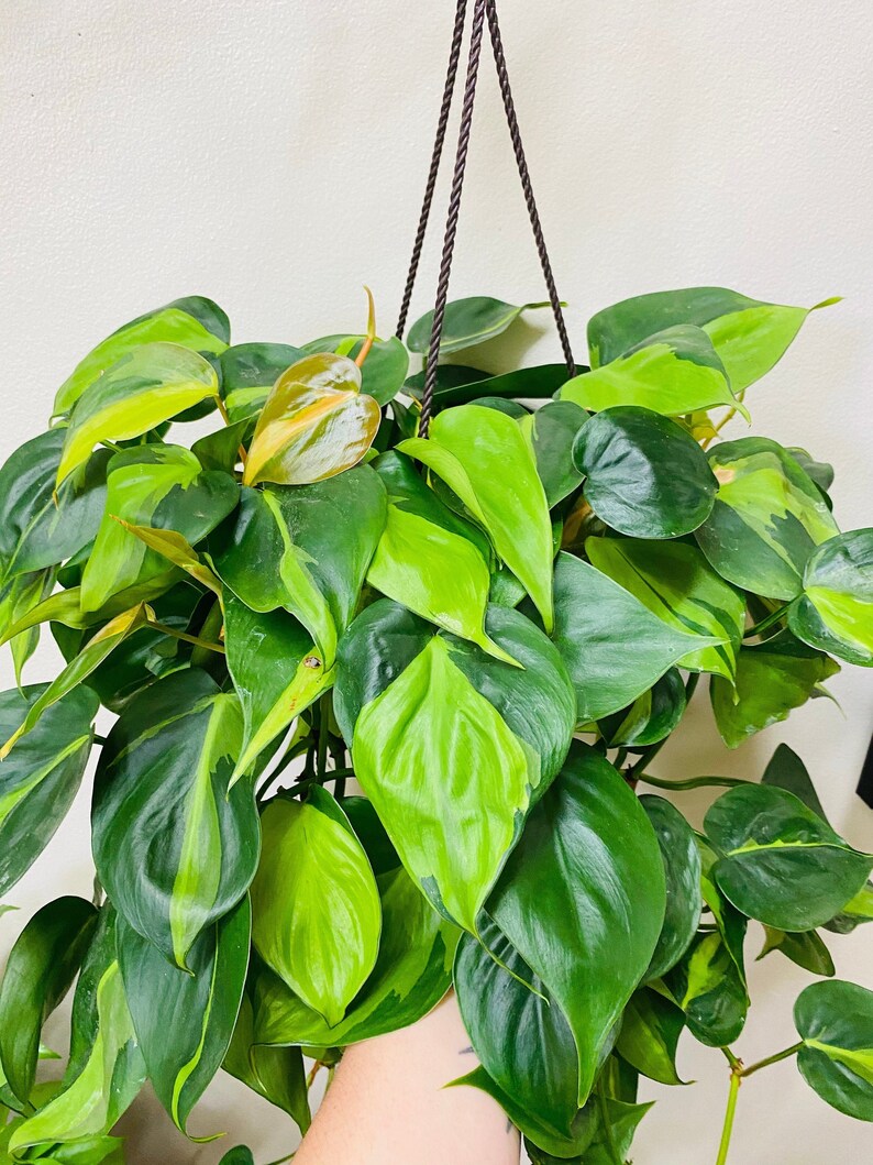 Philodendron Brasil  Heart Leaf  CUTTING image 4