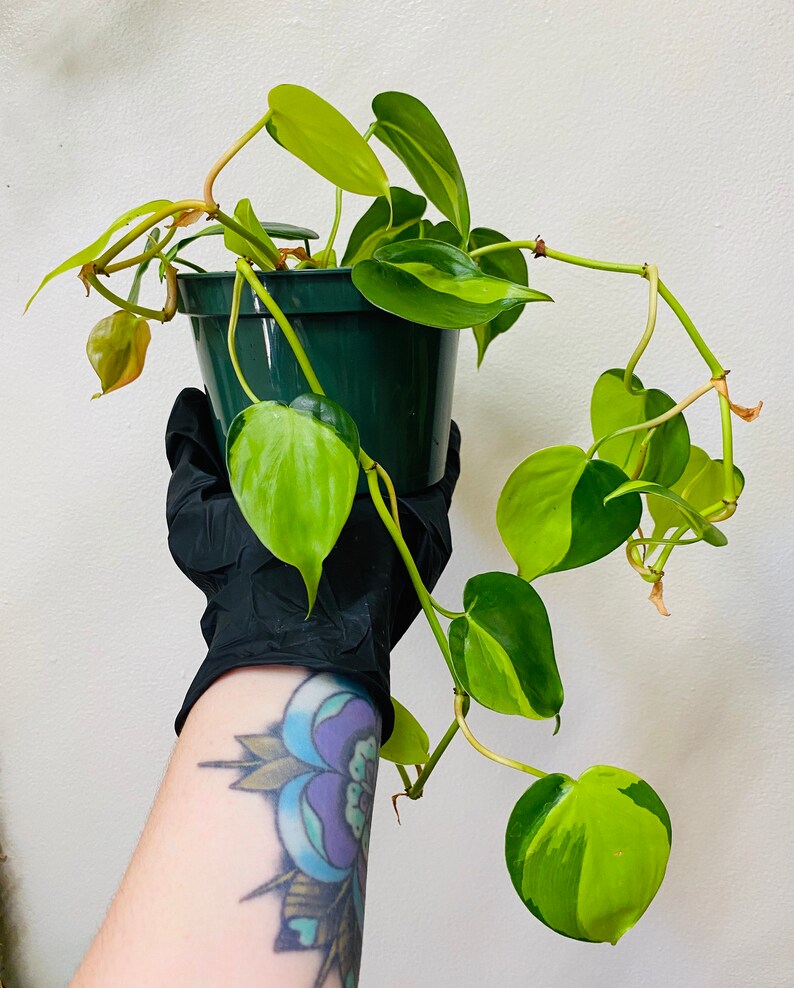 Philodendron Brasil  5 Pot  Heart Shape Leafs image 2