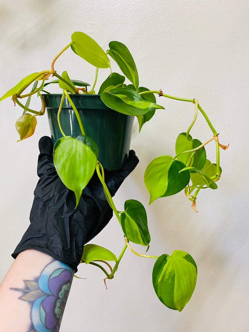 Philodendron Brasil  5 Pot  Heart Shape Leafs image 3