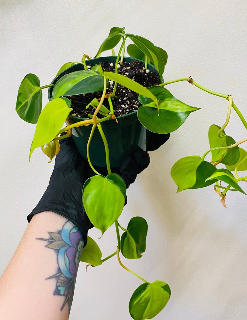 Philodendron Brasil  5 Pot  Heart Shape Leafs image 4