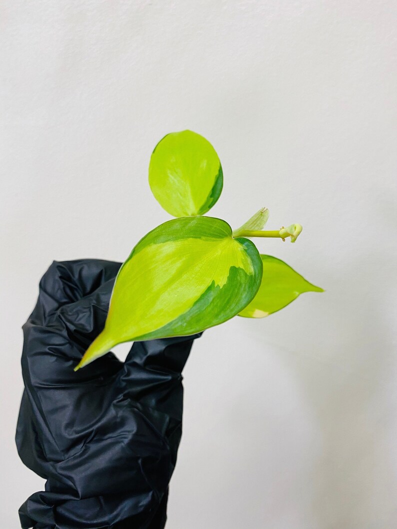 Philodendron Brasil  Heart Leaf  CUTTING image 0