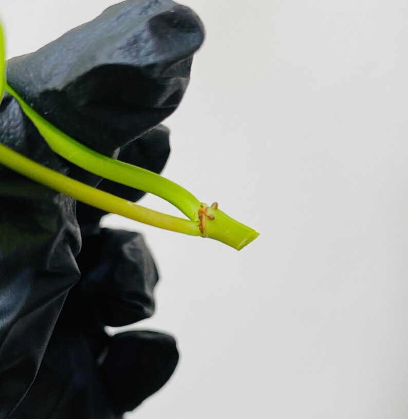 Philodendron Brasil  Heart Leaf  CUTTING image 3