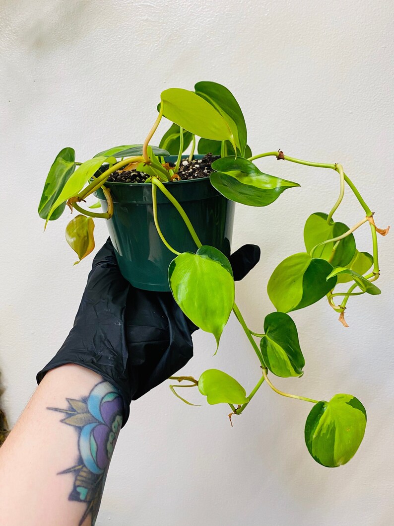 Philodendron Brasil  5 Pot  Heart Shape Leafs image 1