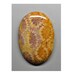 see more listings in the Dinosaur Bones & Fossils section
