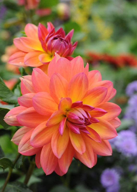 Flower Photography Orange and Pink Flowers Etsy