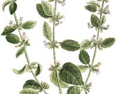 Vintage Lemon Balm Greenery Print Botanical Print Digital Print Antique Poster Citrus Print Kitchen Print
