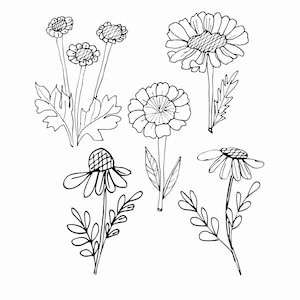 Wild Flowers Medicinal plants Chamomile Cutting Files Outline Clipart Herb SVG PNG
