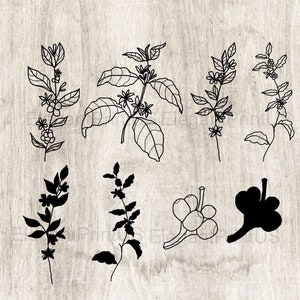 Conjunto de plantas de café contorno silhueta de planta de café impressão PNG SVG