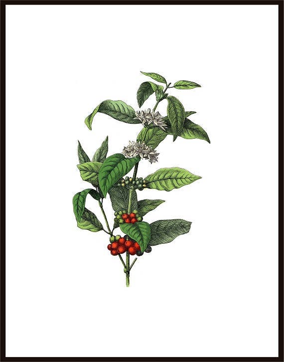 Planta de café Clip Art Café Impresión Flor Café Vintage - Etsy España Planta de café Clip Art Café Impresión Flor Café Vintage - Etsy España