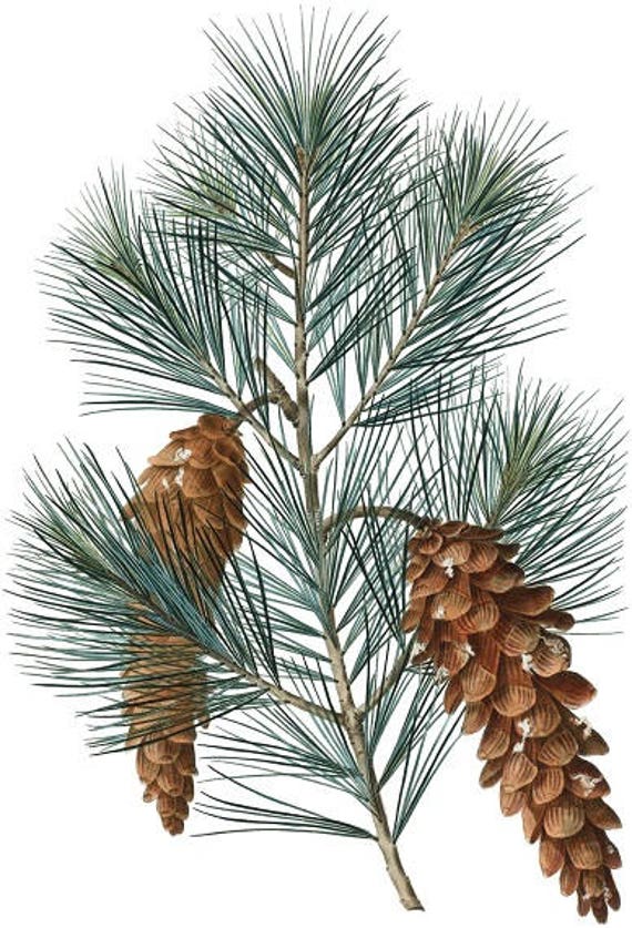 Pine Branch Print Pine Cone Poster Pine Printable Etsy