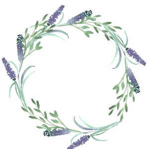 Corona di lavanda Lavanda Clip Art Herb Clipart Greenery Wreath Corona minimalista Cornice dell'acquerello