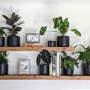 May include: Two wooden shelves mounted on a white wall, displaying various potted plants and decorative items. The plants are in black pots, and there are framed pictures and books. The shelves are made of dark wood.