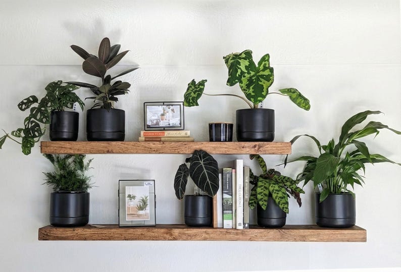 May include: Two wooden shelves mounted on a white wall, displaying various potted plants and decorative items. The plants are in black pots, and there are framed pictures and books. The shelves are made of dark wood.