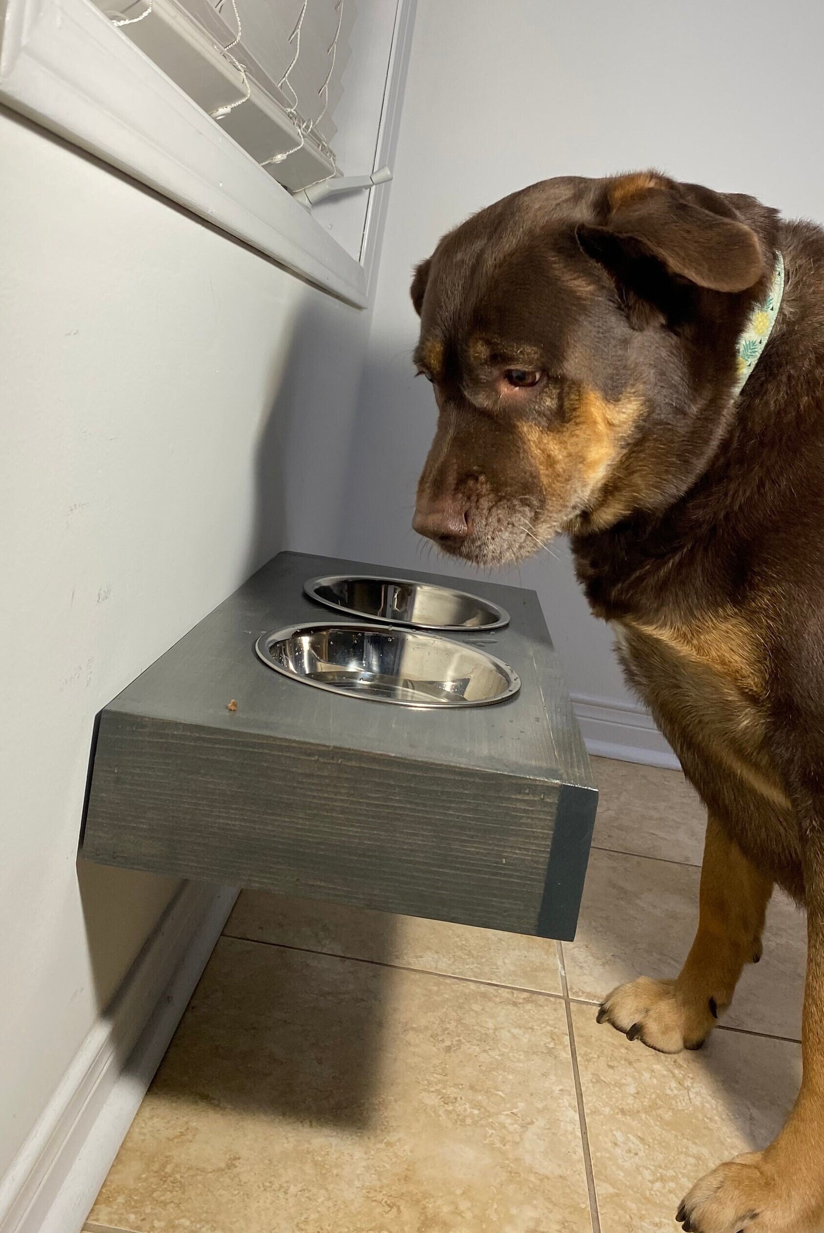 Dropship Elevated Dog Bowls For Medium Large Sized Dogs