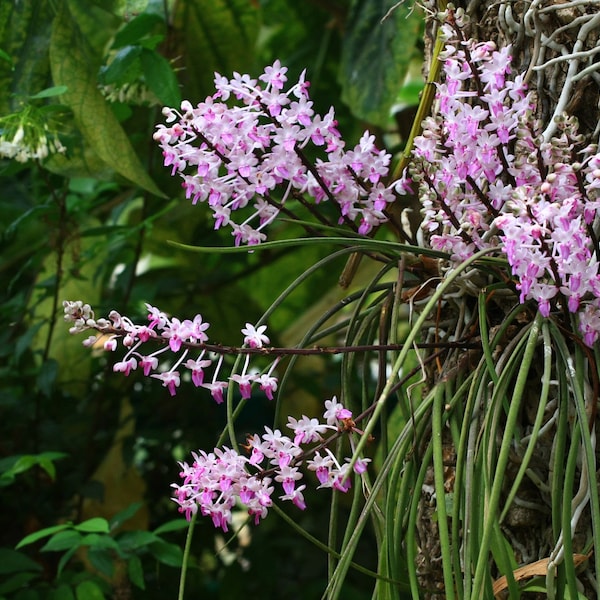 SeidenFedenia Miltrata