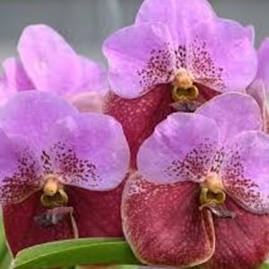 May include: Close-up of several vibrant orchid blossoms. The petals are a soft lavender color, speckled with darker purple spots. The lower part of the flower is a deep burgundy. A green leaf is visible.
