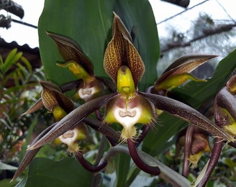 Catasetum saccatum