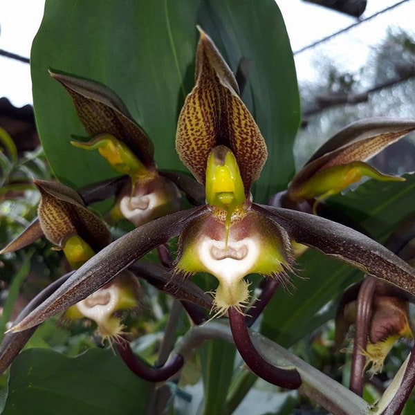 Catasetum saccatum