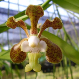 May include: A close-up of a brown and white orchid flower with a white lip. The flower has a spotted pattern on the petals.