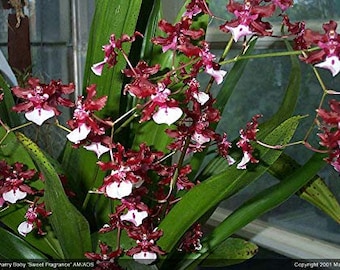 Onc. Sharry baby "Chocolate orchid "